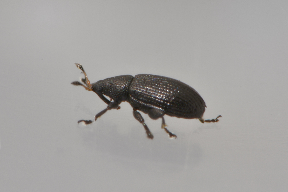 Curculionidae: Rhamphus pulicarius ? S !